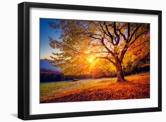 Majestic Alone Beech Tree on a Hill Slope with Sunny Beams at Mountain Valley. Dramatic Colorful Mo-Leonid Tit-Framed Photographic Print