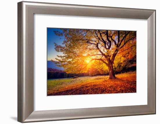 Majestic Alone Beech Tree on a Hill Slope with Sunny Beams at Mountain Valley. Dramatic Colorful Mo-Leonid Tit-Framed Photographic Print