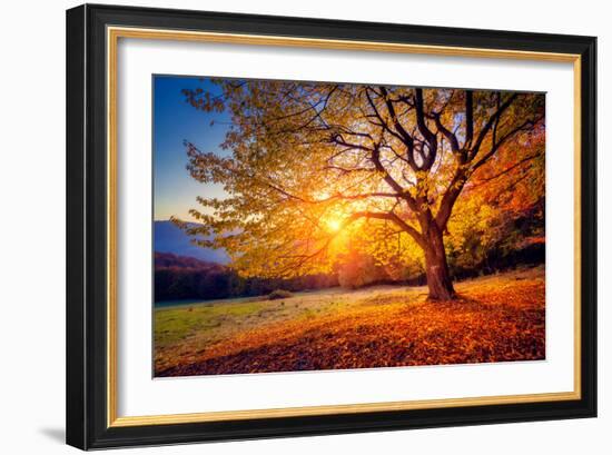 Majestic Alone Beech Tree on a Hill Slope with Sunny Beams at Mountain Valley. Dramatic Colorful Mo-Leonid Tit-Framed Photographic Print