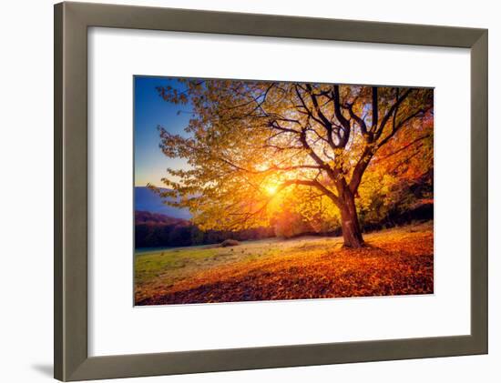 Majestic Alone Beech Tree on a Hill Slope with Sunny Beams at Mountain Valley. Dramatic Colorful Mo-Leonid Tit-Framed Photographic Print