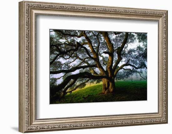 Majestic and Elegant Oak California Country Hillside, Petaluma-Vincent James-Framed Photographic Print