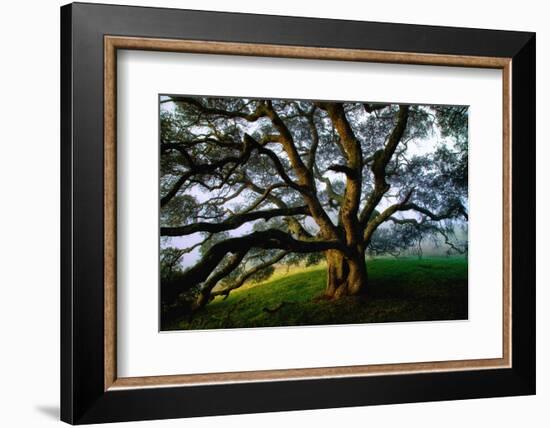 Majestic and Elegant Oak California Country Hillside, Petaluma-Vincent James-Framed Photographic Print