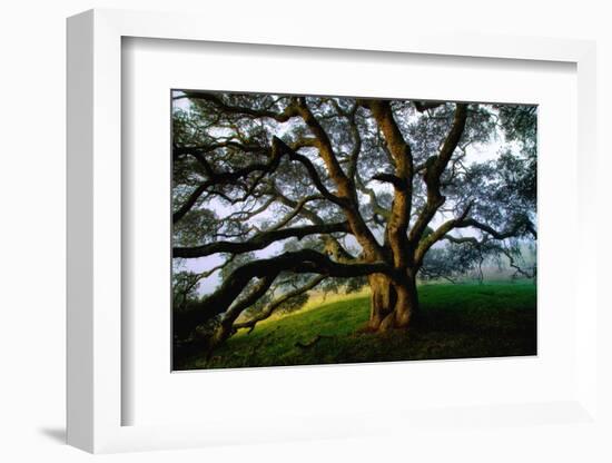Majestic and Elegant Oak California Country Hillside, Petaluma-Vincent James-Framed Photographic Print