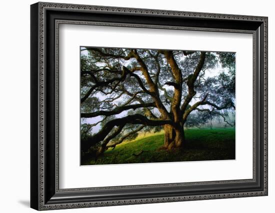 Majestic and Elegant Oak California Country Hillside, Petaluma-Vincent James-Framed Photographic Print