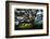 Majestic and Elegant Oak California Country Hillside, Petaluma-Vincent James-Framed Photographic Print