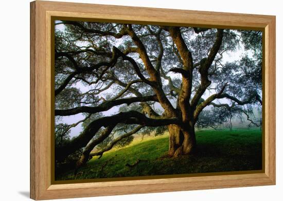 Majestic and Elegant Oak California Country Hillside, Petaluma-Vincent James-Framed Premier Image Canvas