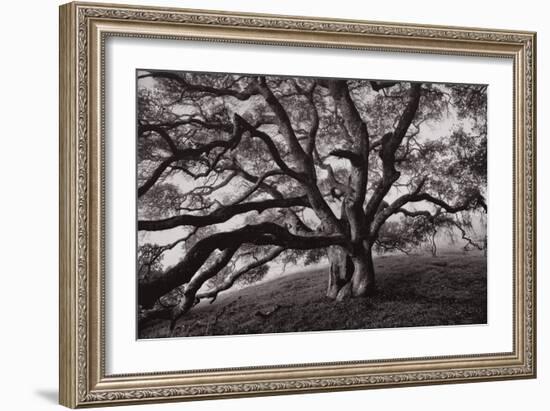 Majestic and Moody Oak, Sonoma Valley, Northern California-Vincent James-Framed Photographic Print