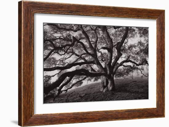 Majestic and Moody Oak, Sonoma Valley, Northern California-Vincent James-Framed Photographic Print