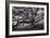 Majestic and Moody Oak, Sonoma Valley, Northern California-Vincent James-Framed Photographic Print