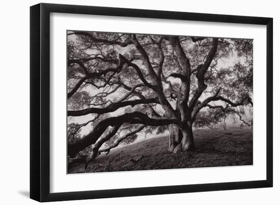 Majestic and Moody Oak, Sonoma Valley, Northern California-Vincent James-Framed Photographic Print