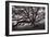 Majestic and Moody Oak, Sonoma Valley, Northern California-Vincent James-Framed Photographic Print