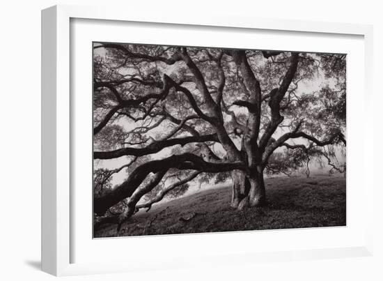 Majestic and Moody Oak, Sonoma Valley, Northern California-Vincent James-Framed Photographic Print