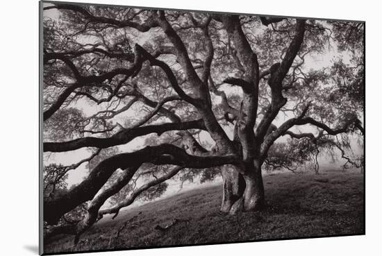 Majestic and Moody Oak, Sonoma Valley, Northern California-Vincent James-Mounted Photographic Print