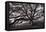 Majestic and Moody Oak, Sonoma Valley, Northern California-Vincent James-Framed Premier Image Canvas