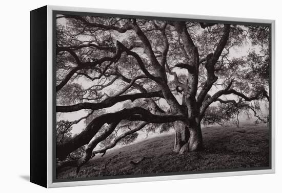 Majestic and Moody Oak, Sonoma Valley, Northern California-Vincent James-Framed Premier Image Canvas