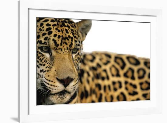 Majestic Calm - Pure-Staffan Widstrand-Framed Giclee Print