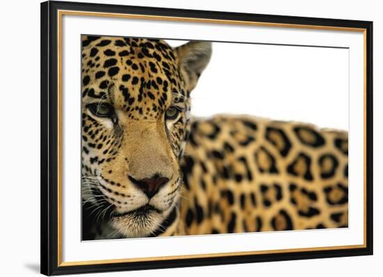 Majestic Calm - Pure-Staffan Widstrand-Framed Giclee Print