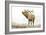 Majestic Elk Brown-James Wiens-Framed Art Print