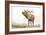 Majestic Elk Brown-James Wiens-Framed Art Print