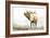 Majestic Elk-James Wiens-Framed Art Print