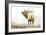 Majestic Elk-James Wiens-Framed Art Print