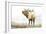 Majestic Elk-James Wiens-Framed Art Print