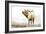 Majestic Elk-James Wiens-Framed Art Print