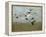 Majestic Flight-Kari Taylor-Framed Premier Image Canvas