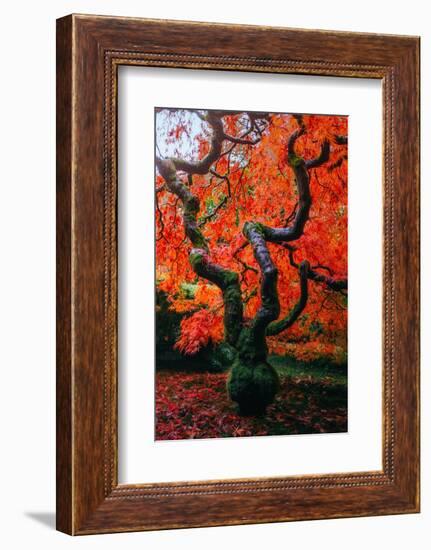 Majestic Japanese Maple, Portland, Oregon-Vincent James-Framed Photographic Print