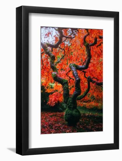 Majestic Japanese Maple, Portland, Oregon-Vincent James-Framed Photographic Print