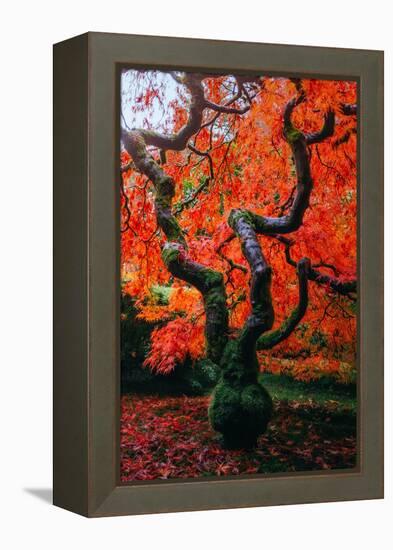 Majestic Japanese Maple, Portland, Oregon-Vincent James-Framed Premier Image Canvas