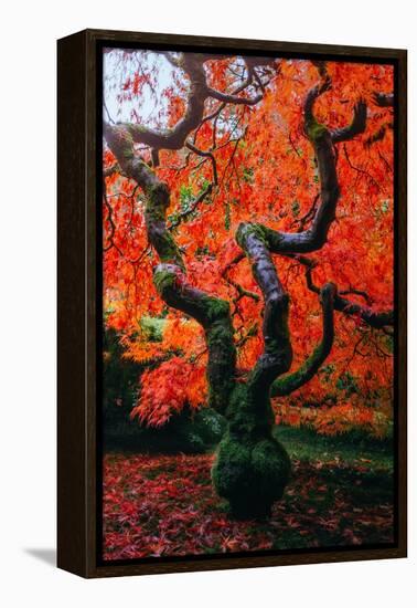 Majestic Japanese Maple, Portland, Oregon-Vincent James-Framed Premier Image Canvas