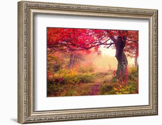 Majestic Landscape with Autumn Trees in Forest. Carpathian, Ukraine, Europe. Beauty World. Retro Fi-Leonid Tit-Framed Photographic Print