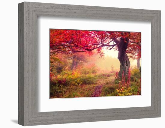 Majestic Landscape with Autumn Trees in Forest. Carpathian, Ukraine, Europe. Beauty World. Retro Fi-Leonid Tit-Framed Photographic Print