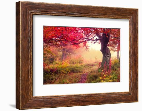 Majestic Landscape with Autumn Trees in Forest. Carpathian, Ukraine, Europe. Beauty World. Retro Fi-Leonid Tit-Framed Photographic Print