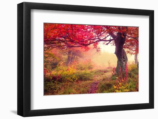 Majestic Landscape with Autumn Trees in Forest. Carpathian, Ukraine, Europe. Beauty World. Retro Fi-Leonid Tit-Framed Photographic Print