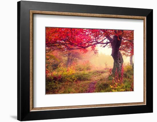 Majestic Landscape with Autumn Trees in Forest. Carpathian, Ukraine, Europe. Beauty World. Retro Fi-Leonid Tit-Framed Photographic Print