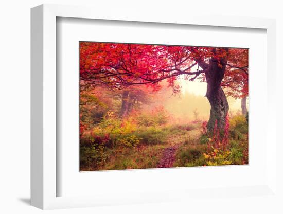 Majestic Landscape with Autumn Trees in Forest. Carpathian, Ukraine, Europe. Beauty World. Retro Fi-Leonid Tit-Framed Photographic Print