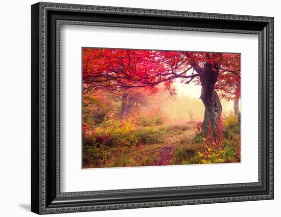 Majestic Landscape with Autumn Trees in Forest. Carpathian, Ukraine, Europe. Beauty World. Retro Fi-Leonid Tit-Framed Photographic Print