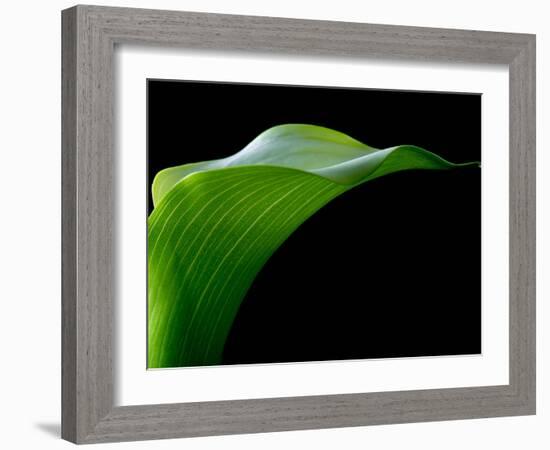 Majestic Leaf 1-Doug Chinnery-Framed Photographic Print