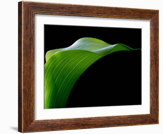 Majestic Leaf 1-Doug Chinnery-Framed Photographic Print