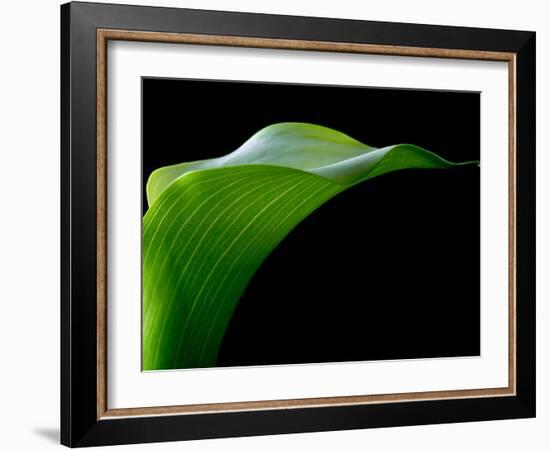 Majestic Leaf 1-Doug Chinnery-Framed Photographic Print