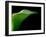 Majestic Leaf 1-Doug Chinnery-Framed Photographic Print