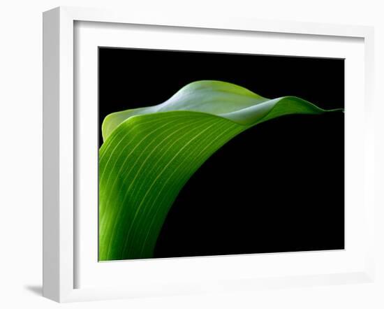 Majestic Leaf 1-Doug Chinnery-Framed Photographic Print