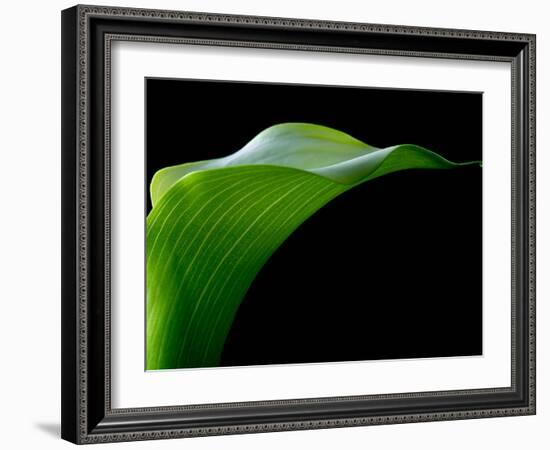 Majestic Leaf 1-Doug Chinnery-Framed Photographic Print