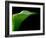 Majestic Leaf 1-Doug Chinnery-Framed Photographic Print