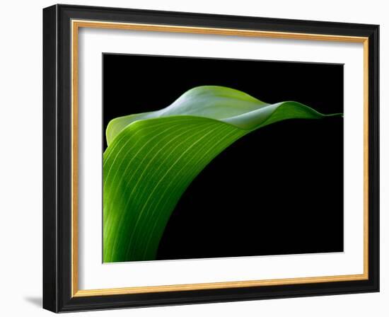 Majestic Leaf 1-Doug Chinnery-Framed Photographic Print