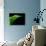 Majestic Leaf 1-Doug Chinnery-Photographic Print displayed on a wall