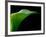 Majestic Leaf 1-Doug Chinnery-Framed Photographic Print