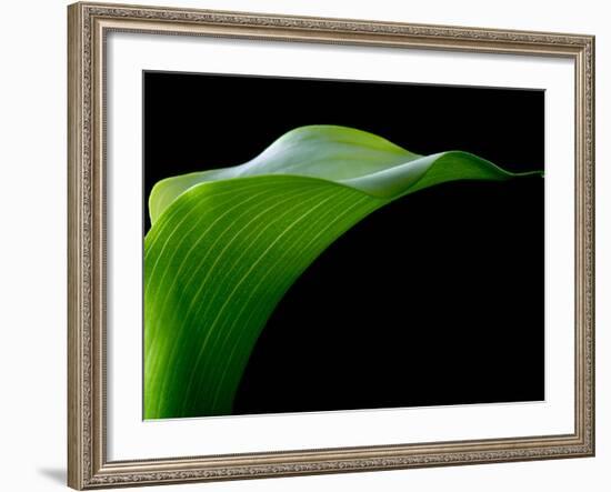 Majestic Leaf 1-Doug Chinnery-Framed Photographic Print